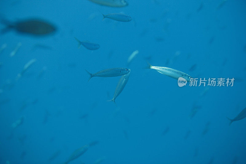 水下Boops Boops鱼海洋生物地中海水肺潜水员的观点牛眼鱼